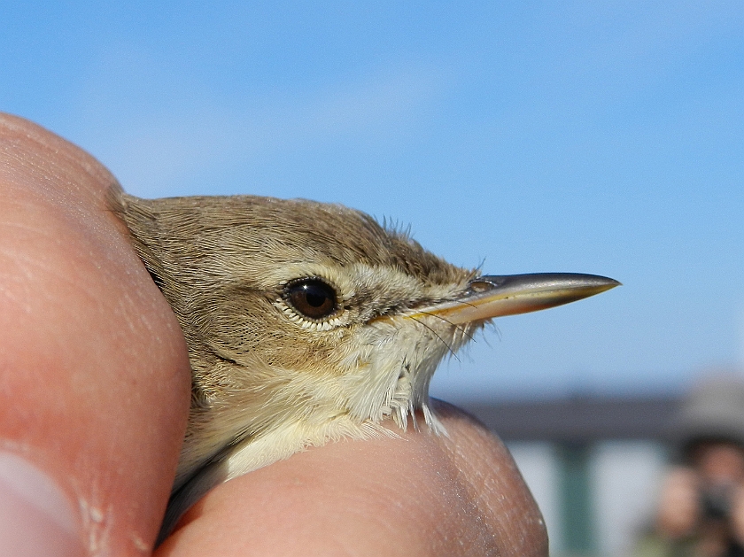 Booted Warbler 